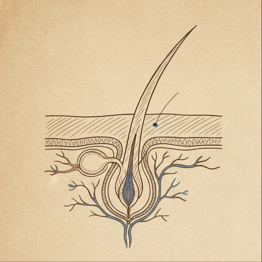 A textbook-style anatomical illustration of a hair follicle in cross-section.